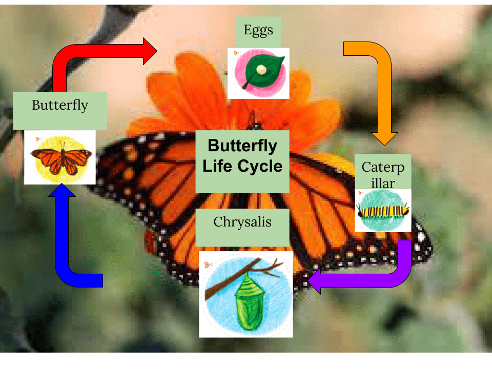 Butterfly Life Cycle Blake Panmure Bridge School